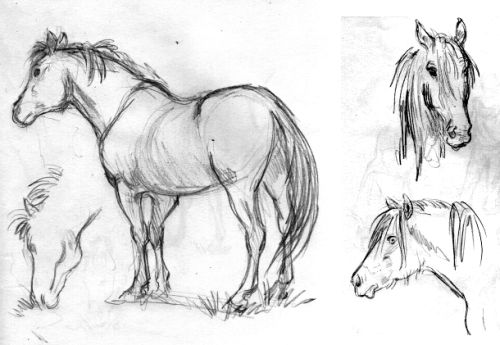 pony sketch