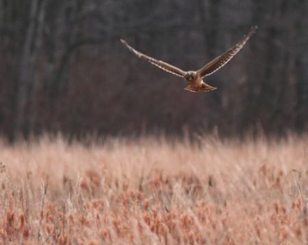 Hen Harrier