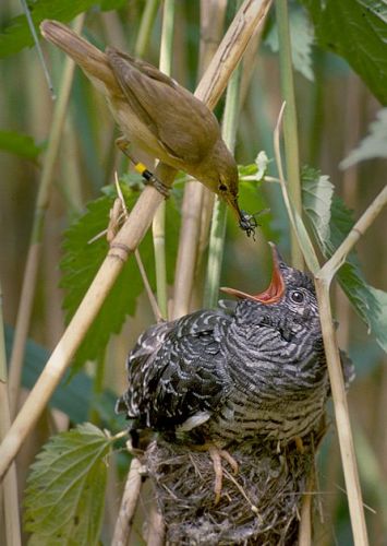 reed warbler raising a cuckoo