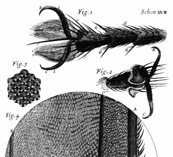 fly feet by Hooke