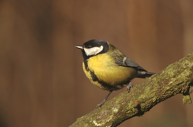 Great tit