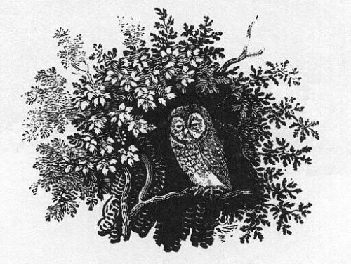 Owl, T. Bewick