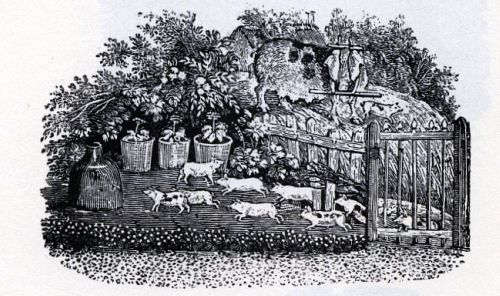 pig and piglets, T. Bewick