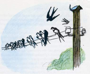 swallows congregating by E.H. Shepard