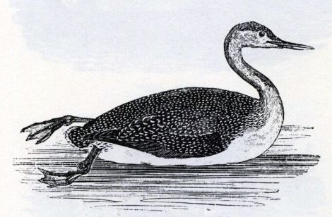 Speckled Diver, T. Bewick