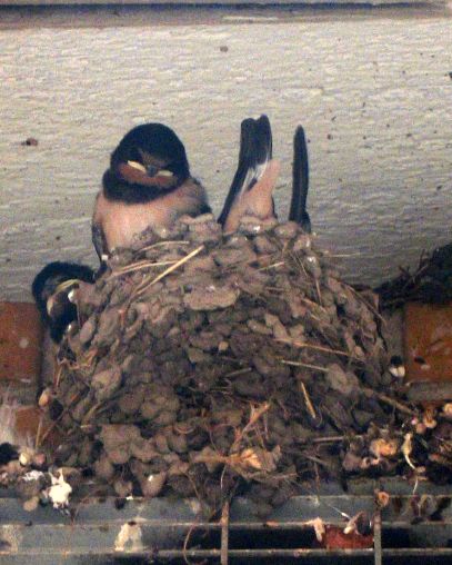 square-tailed swallows in nest, photo C. Vallance