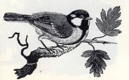 Titmouse by T. Bewick