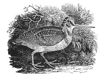 Woodcock by Thomas Bewick