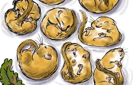 dormice